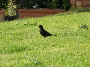 Blackbird 1
